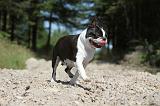 BOSTON TERRIER 020